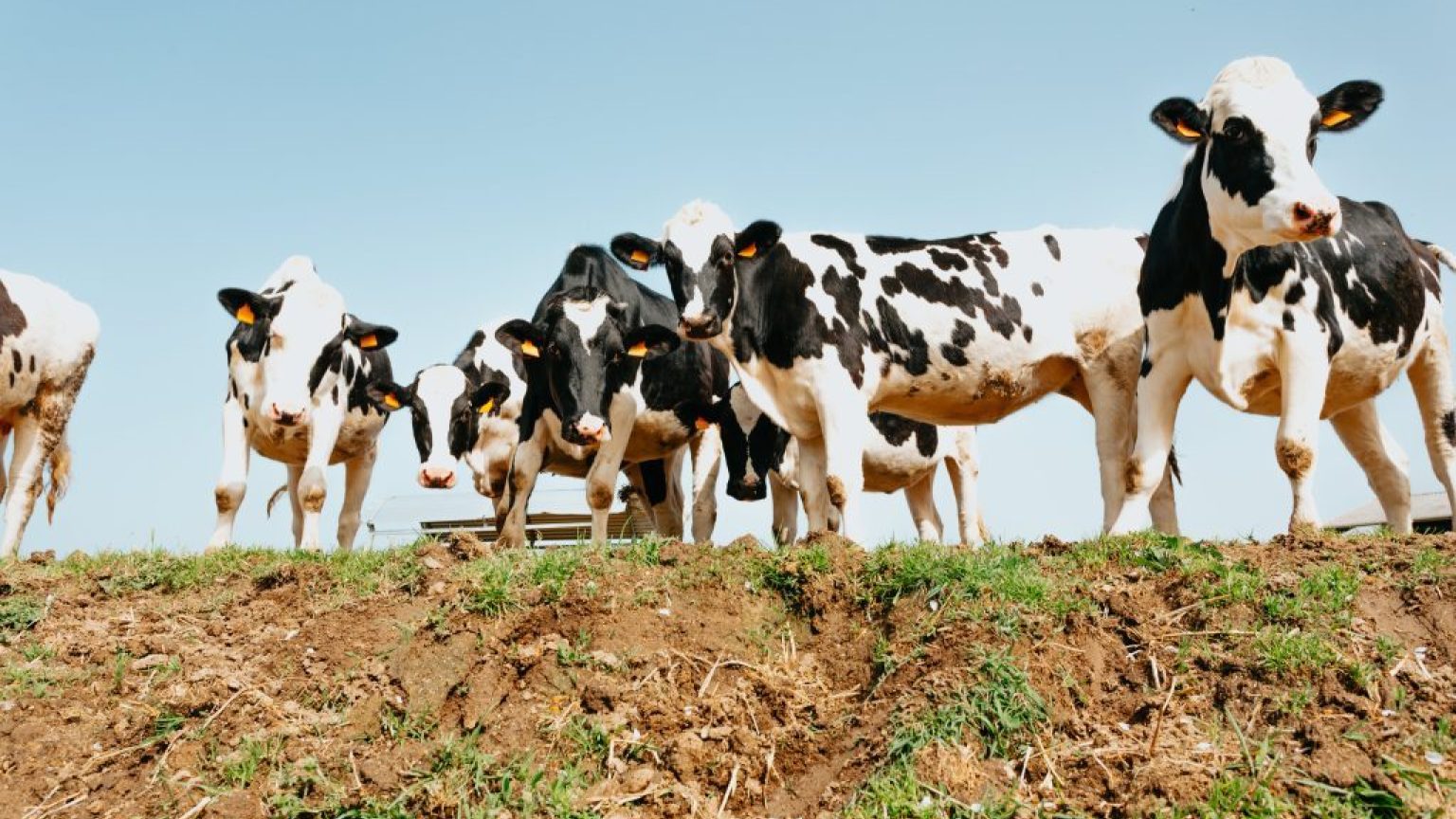 Low view of a group of cows on green grass 1024x683